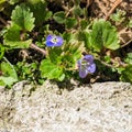 Flowers blue - Speedwell flower - Veronica filiformis