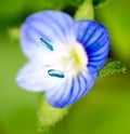 Small blue flower. super macro Royalty Free Stock Photo