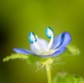 Small blue flower. super macro Royalty Free Stock Photo
