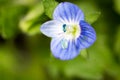 Small blue flower. super macro Royalty Free Stock Photo