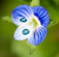 Small blue flower. super macro Royalty Free Stock Photo