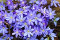 Small blue flowers