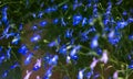 Small blue flowers. Abstract, blurred background