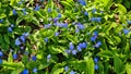 Small blue flowers appear abundantly in forest glades and meadows on warm spring days Royalty Free Stock Photo