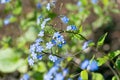 Small blue flowers of Brunnera macrophylla Royalty Free Stock Photo