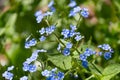 Small blue flowers of Brunnera macrophylla Royalty Free Stock Photo