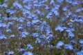 Small blue flowers called Field Forget-Me-Nots Royalty Free Stock Photo