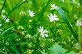 Small blue flowers of forget-me-not against the background of green grass. Shallow depth of field Royalty Free Stock Photo