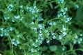 Small blue flowers - forget-me-not and green grass.