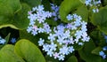 Small blue flowers of Forget-me-nots in park