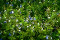 Small blue flowers in the grass