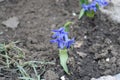 Small blue flowers of hyacinth in April Royalty Free Stock Photo