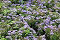 Small blue flowers of Mexican paintbrush or Ageratum houstonianum