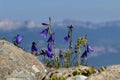 Small blue flowers on a mountain landscape Royalty Free Stock Photo