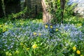 Small blue flowers and yellow dandelions bloom in the garden, against the background of a tree covered with common ivy Royalty Free Stock Photo