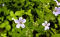 Small blue forest flower