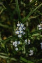 Small blue forest flowers on the dark green background. Closeup of Forget-me-not, Myosotis flowers blooming. Spring fresh Royalty Free Stock Photo