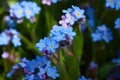 Small blue forget-me-nots or Scorpion grass flowers, Myosotis, growing Royalty Free Stock Photo