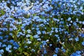Small blue forget-me-nots or Scorpion grass flowers, Myosotis, growing Royalty Free Stock Photo