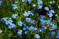 Small blue forget-me-nots or Scorpion grass flowers, Myosotis, growing Royalty Free Stock Photo