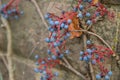 Small blue fruits on red stems from climbing ornamental wine on an old wall, copy space