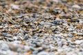 Small blue-gray stone background, natural stone pattern.selective focus Royalty Free Stock Photo