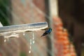 A humming bird drinking water from pipe Royalty Free Stock Photo