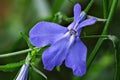 Small flowers lobelia erinus