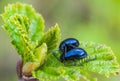 A small blue insect is caught on a green leaf. Royalty Free Stock Photo