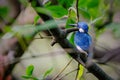 Small Blue Kingfisher - Alcedo coerulescens