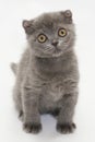 Small blue kitten Scottish Fold frightened backtracking Royalty Free Stock Photo