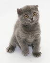 Small blue kitten Scottish Fold frightened backtracking Royalty Free Stock Photo