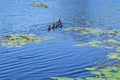 A small blue lake and duck