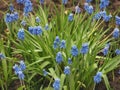 Small blue Muscari flowers are blooming. These are the first spring flowers Royalty Free Stock Photo