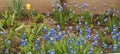 Small blue Muscari flowers are blooming. These are the first spring flowers Royalty Free Stock Photo