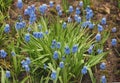 Small blue Muscari flowers are blooming. These are the first spring flowers Royalty Free Stock Photo