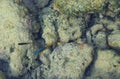 Small Blue Neon Fish with Corals and Stones - Natural Marine Life Aqua Background - Coral Walk, Laxmanpur, Neil Island, Andaman