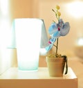 Small blue orchid flower in the pot on the table, orchid near the night lamp Royalty Free Stock Photo