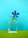 Small blue periwinkle or Vinca minor flower twig in square clear glass perfume bottle Royalty Free Stock Photo