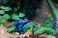 Small blue poisonous frog sitting on stone