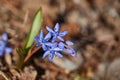 Small blue Scilla flowers in spring