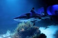 Small blue shark in clear water. Elasmobranch fish