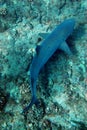 Small blue shark swimming over coral Royalty Free Stock Photo