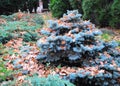 Small Blue spruce with oak leaves in autmn. Landscape design.