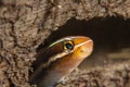 Blue striped Fangblenny Royalty Free Stock Photo