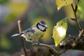 Small blue tit in autumn