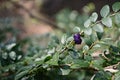 A small blue-violet berry among the green leaves