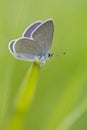 Small blue / Zwerg-BlÃÂ¤uling / Cupido minimus