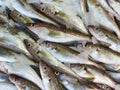 Small bluefish on the counter fish shop