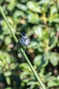 Morning routine of foraging for food Royalty Free Stock Photo